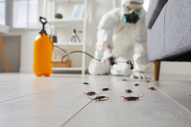 Commercial Kitchen Cockroach Control in Heber
